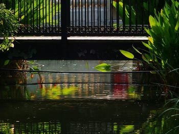 Close-up of duck by plants in lake