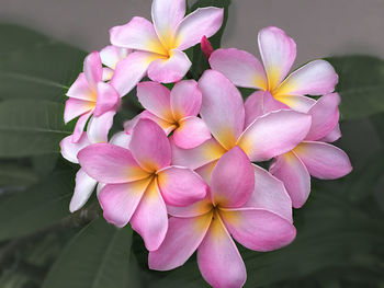 Close-up of pink flowers