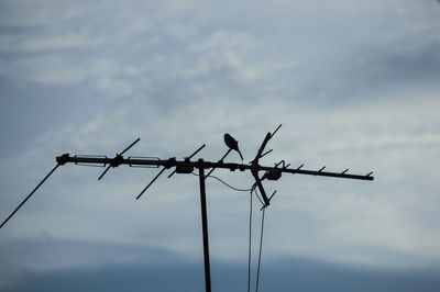 Low angle view of birds perching on power line