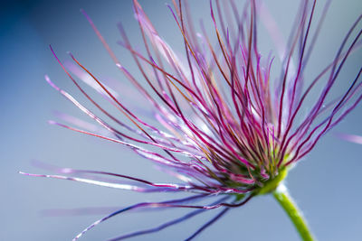Close-up of purple flowers
