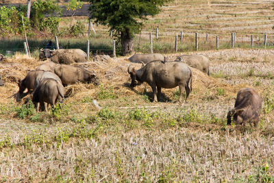 Buffaloes grazing on field