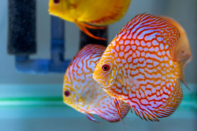 Close-up of fish swimming in sea