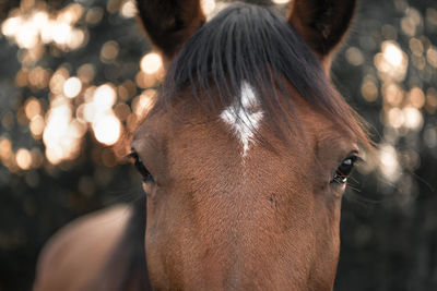 Portrait of horse outdoors