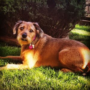 Portrait of dog in grass