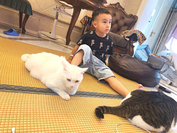 domestic animals