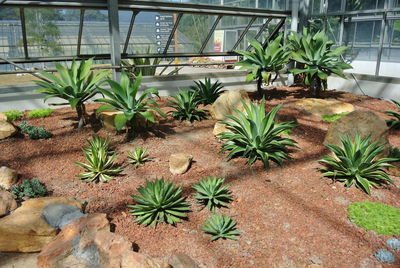 Potted plants in greenhouse