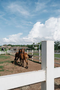 Horses in ranch against sky