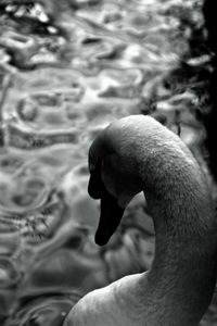 Close-up of swimming in water