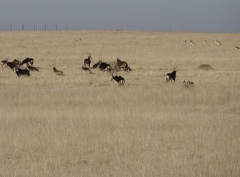 Antelope gracing in the winter grasslands