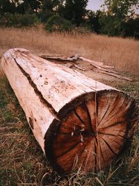 Trees on field