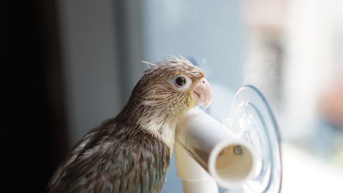 Close-up of a bird drinking glass