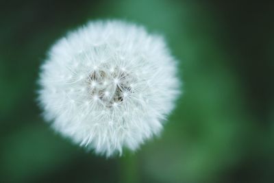 Close-up of white dandelion flower