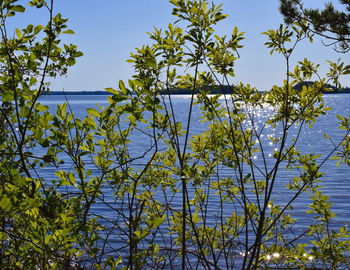 Scenic view of flowering plants against clear sky