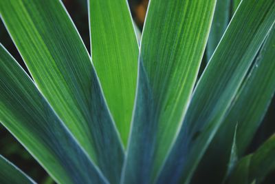 Close-up of green leaves