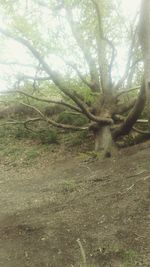 View of tree trunks