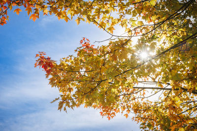 Low angle view of tree against sky