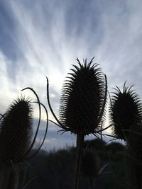 Close-up of thistle cactus against sky