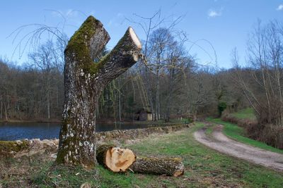 View of trees on field against sky