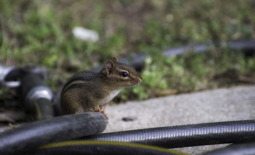 Portrait of an adorable chipmunk on a garden hose in a garden in chattanooga tennessee