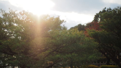 Trees on landscape against sky