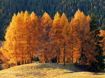 View of street amidst trees during autumn