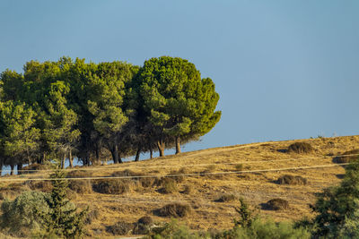 Trees on field against clear sky