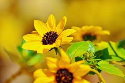 Close-up of yellow flowering plant