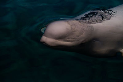 High angle view of woman swimming in sea