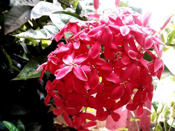 Close-up of pink flowers