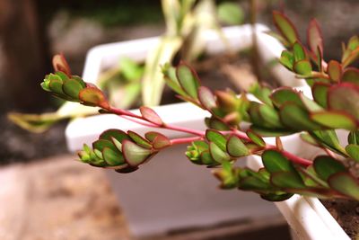 Close-up of succulent plant