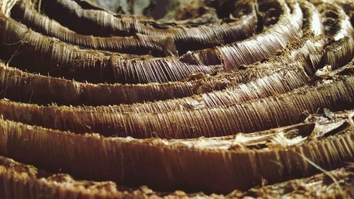 Full frame shot of mushrooms