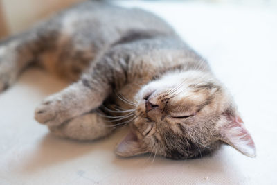 Close-up of cat sleeping