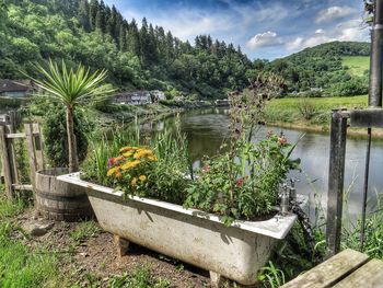 Scenic view of lake by plants against sky