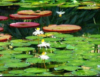 Lotus water lily in pond