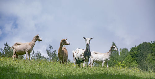 Cows grazing on grassy field