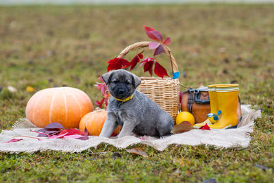 High angle view of dog by pumpkin on field during autumn