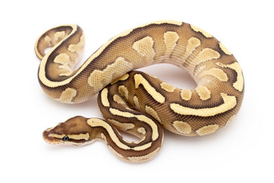 Close-up of snake against white background