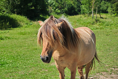 Horse standing in a field