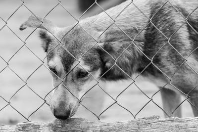 Close-up portrait of dog against fence