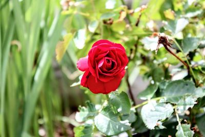 Close-up of red rose