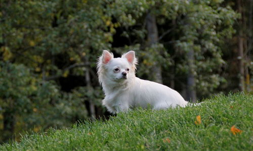 Portrait of white dog on field