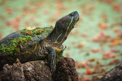 Close-up of lizard on rock