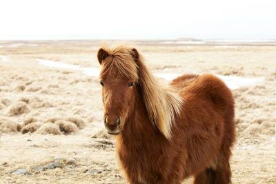 Portrait of a brown icelandic pony in spring