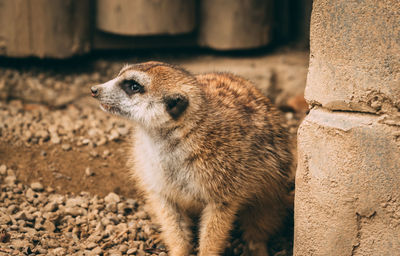 Close-up of an animal looking away