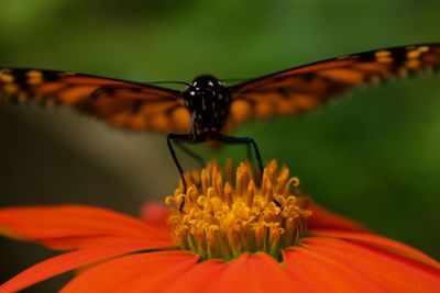 Close-up of butterfly pollinating on flower