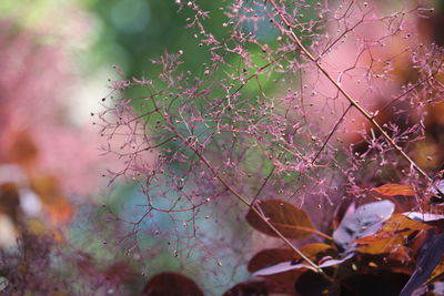 Close-up of maple leaves on tree during autumn