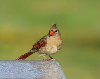 Close-up of bird perching on red outdoors