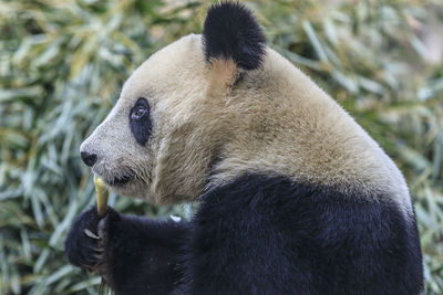 Close-up of an animal