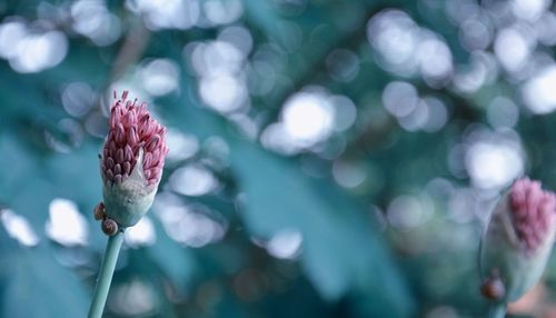 Close-up of pink flower buds