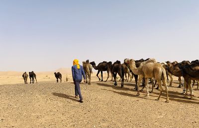 Rear view of people walking on desert against clear sky